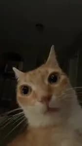 Praepa